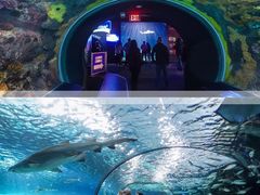 -瑞普利水族馆
