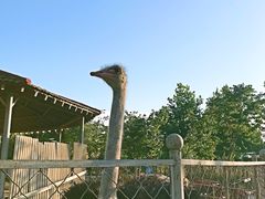 -意大利农场度假村