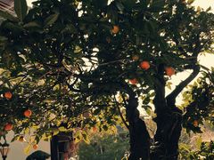 -乐山乌木文化博览苑