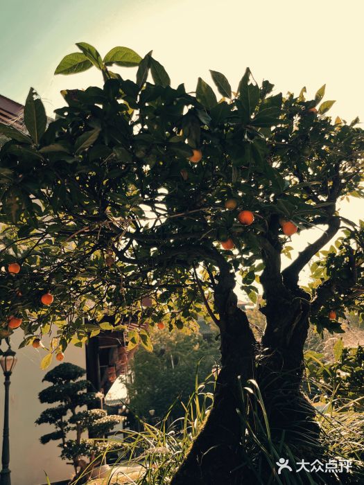 乐山乌木文化博览苑图片