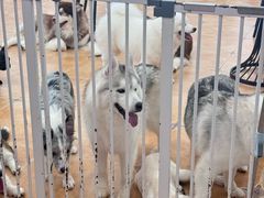 -Let's go狗咖·猫咖·奶狗·桌游(春熙路IFS店)