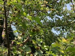 -上海共青森林公园