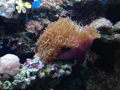 -御唐府海珊瑚主题餐厅