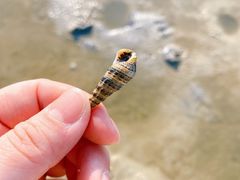 -北海金海湾红树林生态旅游区
