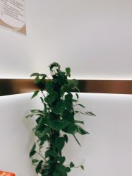 -禾丽康美医疗美容医院
