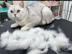 -唐小姐の猫狗洗护·购宠旗舰店(周浦万达店)
