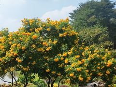 -东莞植物园