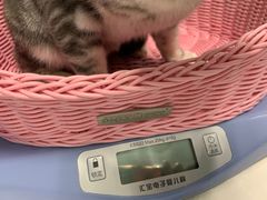 -纳吉亚猫专科动物医院博雅分院