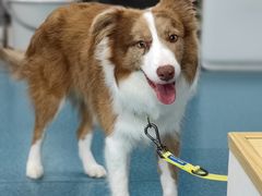 -宠颐生猫科·内科皮肤科(西平世纪城店)