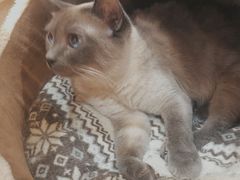 -滚猫咖啡·猫咖·猫友好撸猫(未来城店)