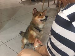 -柴务处·柴犬主题狗咖