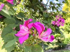 -广西壮族自治区药用植物园
