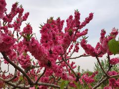 -大兴滨河森林公园