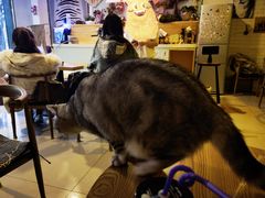 大堂-平行世界·猫咖(首经贸店)