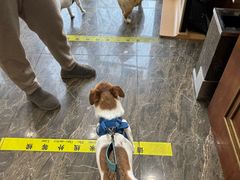 -宠爱国际动物医院·消化内科·心肾内科·ISFM猫友好(望京店)