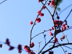 -重庆彩云湖湿地公园