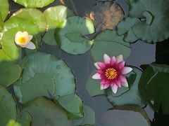 -羊亭河湿地公园