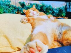 -Sirena海妖日咖夜酒