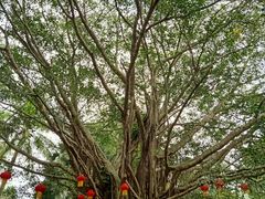 -海南热带野生动植物园
