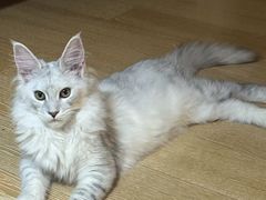 -博特宠物医院24h犬猫全科.骨科·异宠