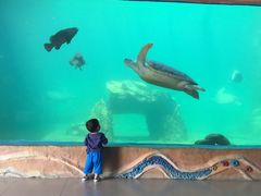 -广东惠东海龟国家级自然保护区