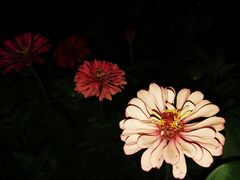 -皇粮浜公园