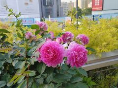 -美罗城