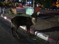 -清迈夜间动物园