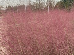 -白鹭湾湿地公园