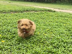 -南国桃园旅游度假区