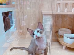 -山宅一喵德文卷毛猫舍