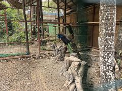 -西双版纳总佛寺