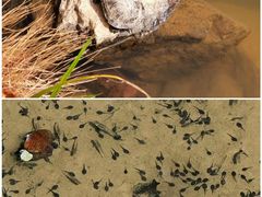 -深圳市中科院仙湖植物园