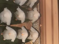 -牛New寿喜烧(金鹰世界店)