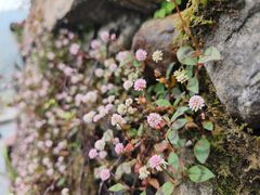 -龙脊梯田