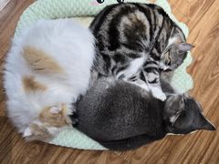 -MOCHA明星猫咖(田子坊店)