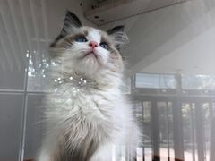 -糯米喵星人总部直营旗舰店·猫舍·幼猫出售