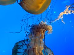 -太平洋海底世界