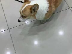 -子乐宠物医院