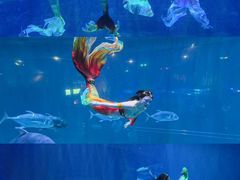 -华夏文旅海洋公园