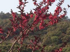 iphone_upload_pic-灵岩山风景区
