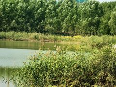 -马家湾湿地公园