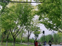 -莲花池公园