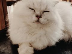 -猫小院猫主题餐厅(南锣旗舰店)