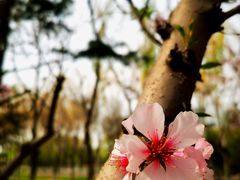 -大兴滨河森林公园