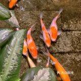 佛山新派粤菜佼佼者｜岁丰酒楼