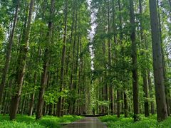 -黄海国家森林公园