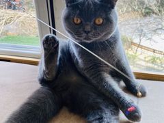 -猫和宫(六道口店)