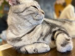 -猫猫幼稚园·撸猫·桌游·电玩
