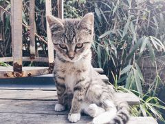 -海边的猫和咖啡馆